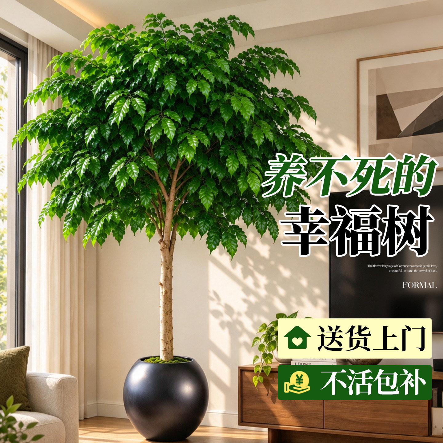 幸福树客厅大盆栽老桩大棵大型绿植盆栽室内高级感平安树四季好养