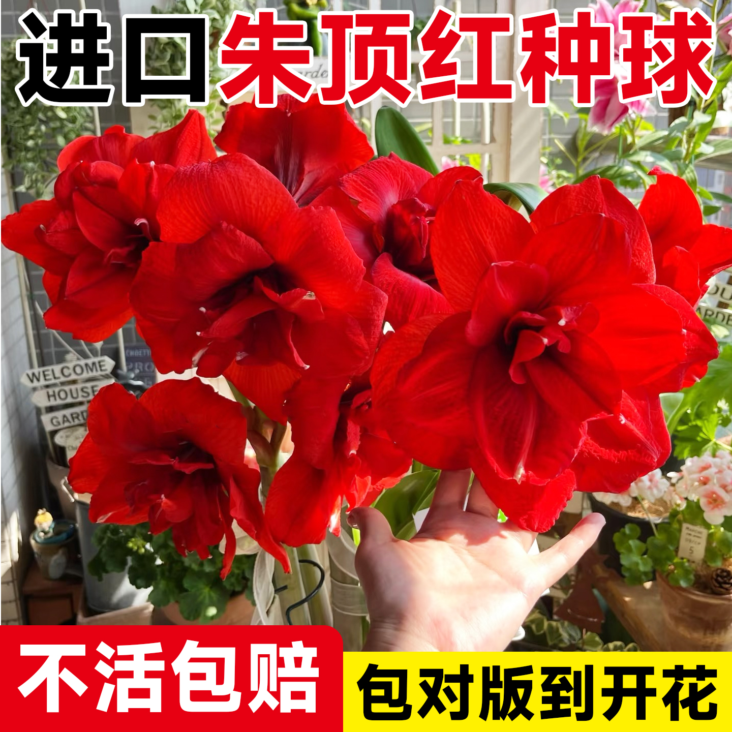 进口朱顶红种球【包成活到开花】