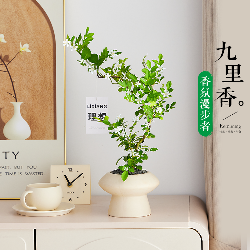 九里香盆栽带花苞带花发货室内情绪稳定绿植七里香造型盆景好养活,鲜花速递/花卉仿真/绿植园艺,绿植,淘宝优惠券,粉丝福利购,淘宝优惠卷