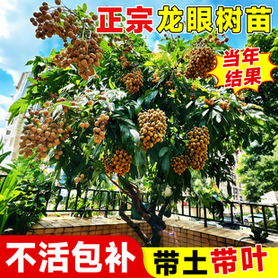 龙眼树苖嫁接盆栽水果树苗储良桂圆石硖南方四季种植地栽当年结果