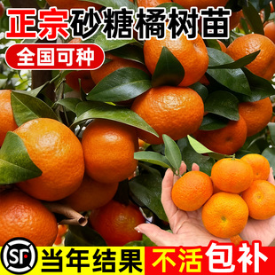 砂糖橘树苗沙糖桔子树苗正宗广西南方北方种植橙子无籽橘子树果苗