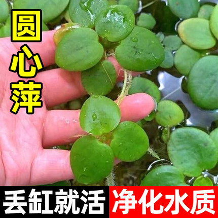 圆心萍水上叶水草槐叶萍浮萍水草植物鱼缸造景沉木水坨草古法养鱼