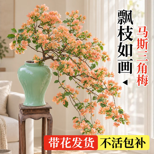 【珍稀品种】马斯三角梅带花发