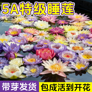 睡莲水培植物荷花带花水池塘莲花根块水养花卉盆栽碗莲花根茎带芽