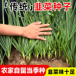 本地种孑阳台蔬菜盆栽 韭菜种子种籽红根老品种紫根宽叶大小叶四季