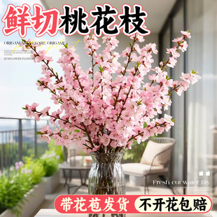 桃花鲜枝干枝水培鲜切带花苞雪柳枝条客厅室内办公室好养绿植盆栽