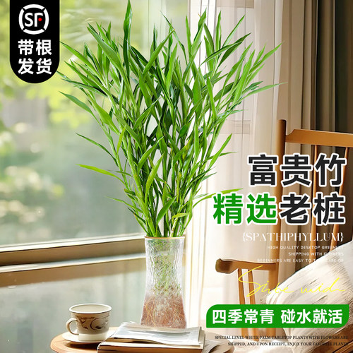 细叶富贵竹水培植物客厅招财水养节节高绿转运竹子特粗杆带根绿植