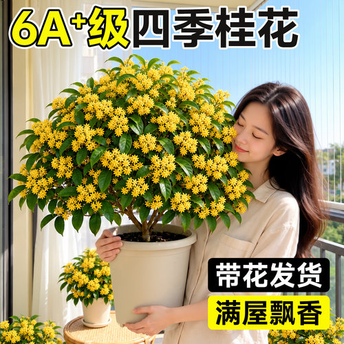 【带花发货】6A+级桂花盆栽