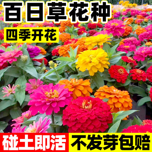 百日草花种子四季开花包成活