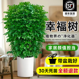 幸福树客厅绿植高级感盆栽大型植物除甲醛室内好养高端大气上档次