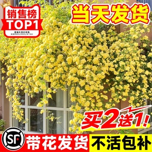 黄木香花苗爬藤植物花卉重瓣白木香树苗蔷薇阳台庭院四季 开花盆栽