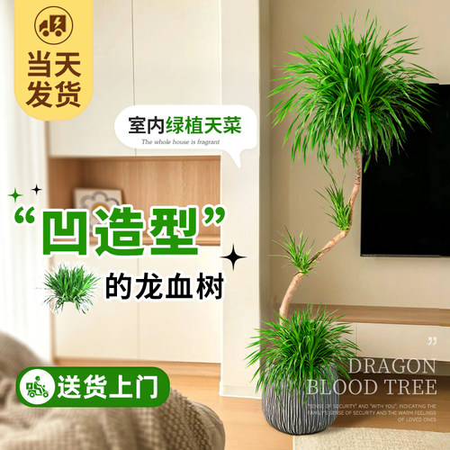 送货上门龙血树客厅大型绿植旺宅
