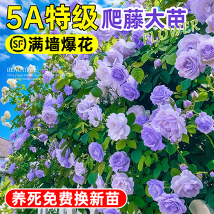 蔷薇花苗藤本月季花树大苗庭院爬藤植物阳台花卉爬墙玫瑰耐寒盆栽
