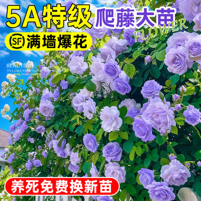 5A特级【1米6高大苗】蔷薇月季