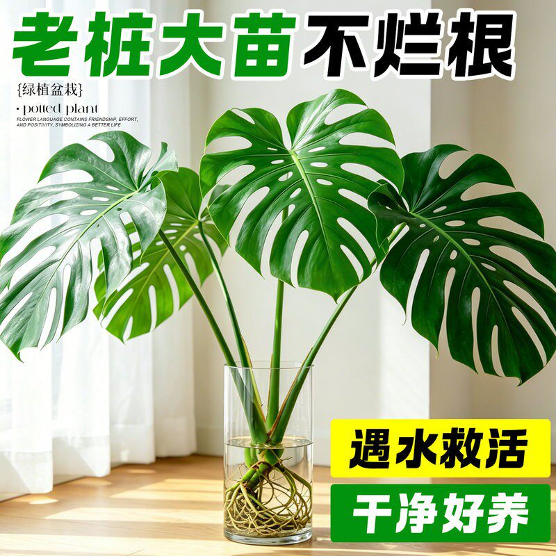 龟背竹水培老桩开背大叶室内客厅办公室桌面四季好养活水培绿植物