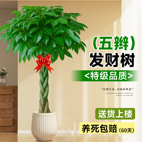 鞭子发财树盆栽送货上门不活包赔