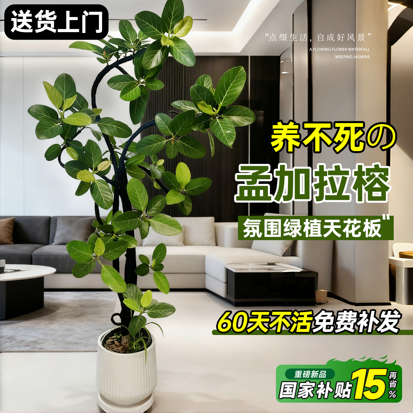 【送货上门】造型孟加拉榕大绿植