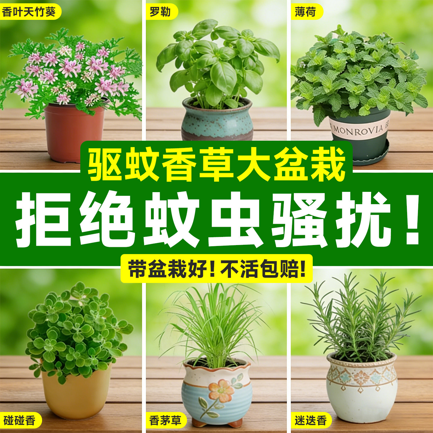 驱蚊草植物盆栽室内外香叶天竺葵苗薄荷蚊子克星绿植物防蚊虫祛蚊