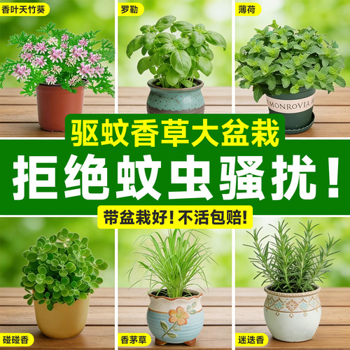 【高效驱蚊】驱蚊草盆栽大全