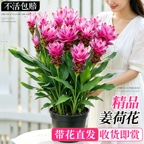 姜荷花盆栽带花苞四季易活花卉
