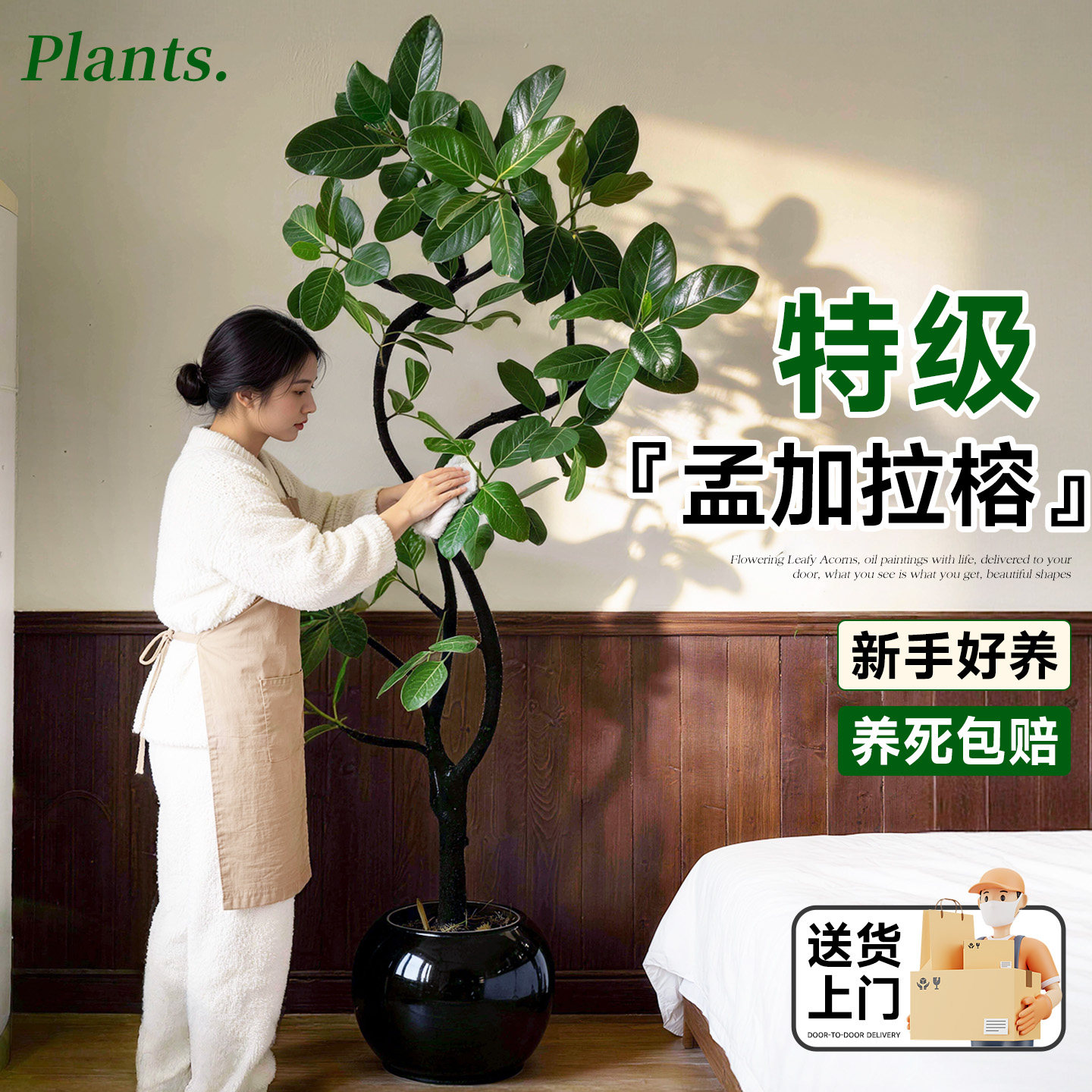 孟加拉榕客厅绿植高级感大盆栽黄金榕轻奢绿植高山榕室内好养易活,鲜花速递/花卉仿真/绿植园艺,大型绿植/成品组合盆栽,淘宝优惠券,粉丝福利购,淘宝优惠卷