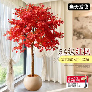 红枫树盆栽树苗红枫叶老桩盆景室内庭院大型植物客厅落地绿植耐寒