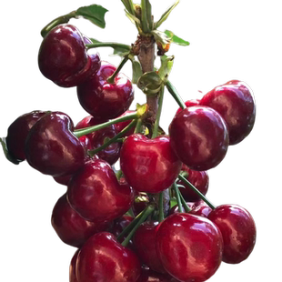 正宗车厘子树苗盆栽矮化黑珍珠特大樱桃树苖果树南方北方种植果苗