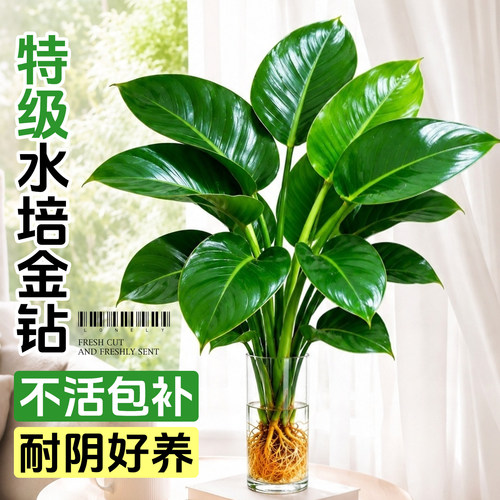 水培植物大叶金钻绿公主