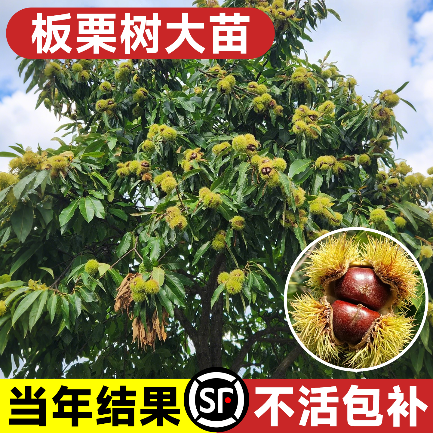 【当年结果全国种植】板栗苗树