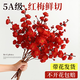 红梅干枝水培真花鲜枝室内花卉梅花鲜花绿植物家用插花桃花鲜切花