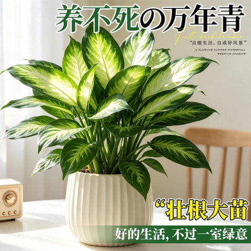 【养不死】万年青盆栽室内客厅