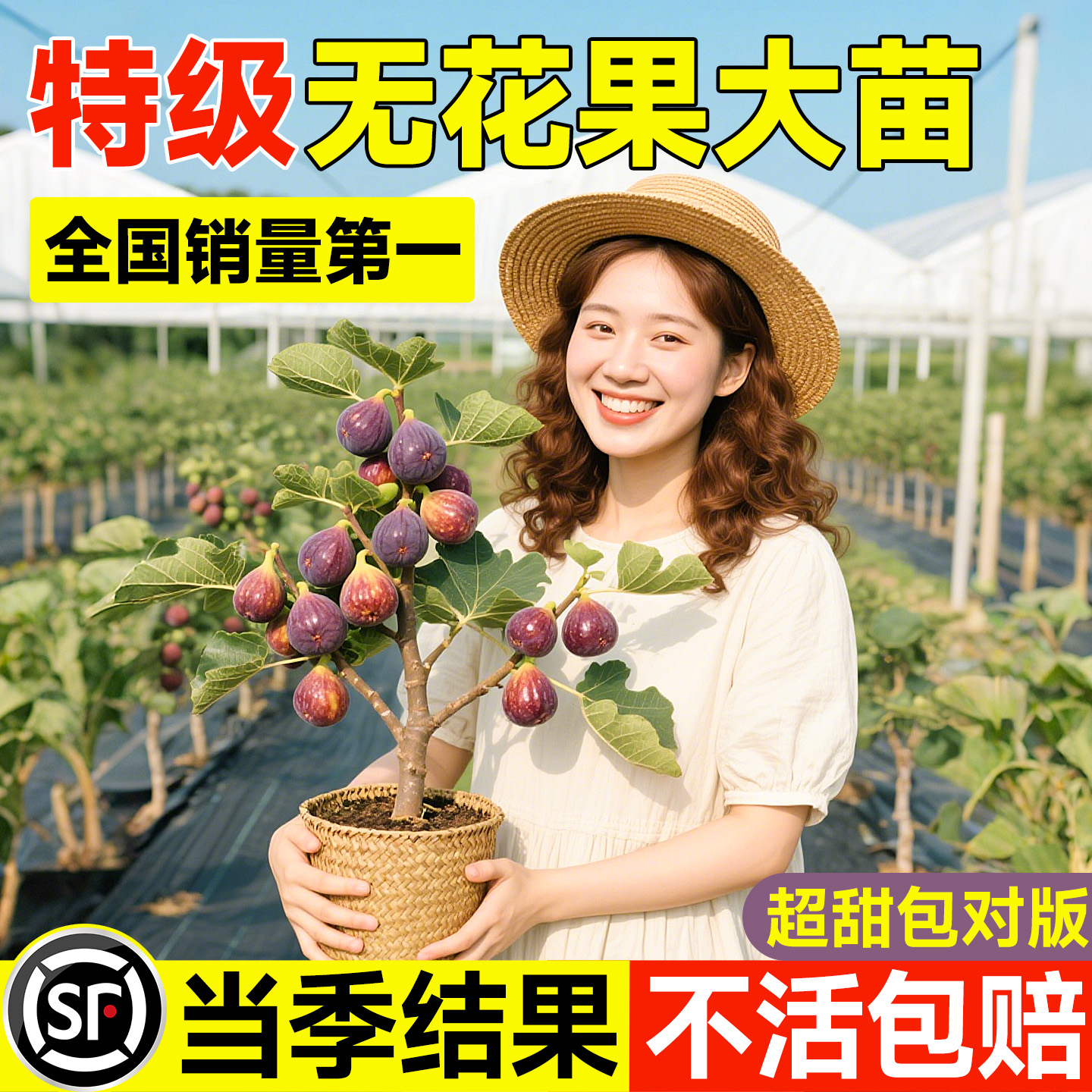 【特级品质】无花果树苗养死包赔