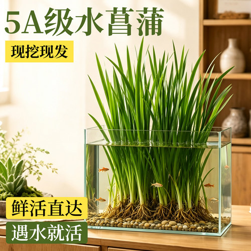 5A级带根大苗水菖蒲水培绿植
