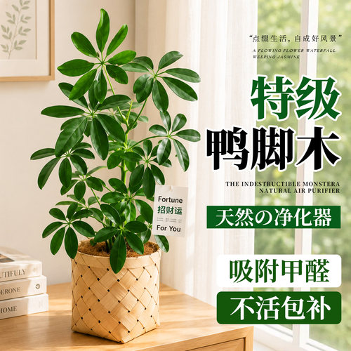 【热销爆款】鸭脚木盆栽四季常青