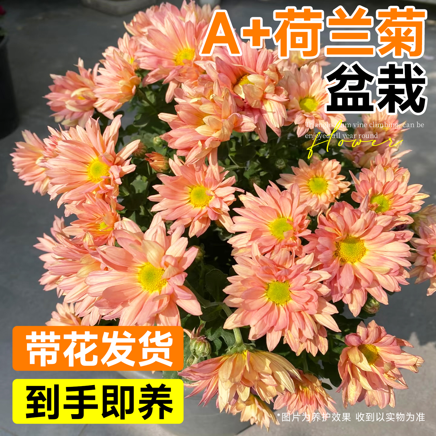 菊花盆栽带花苞三文鱼荷兰菊小雏菊玲珑四季阳台花苗植物室内花卉