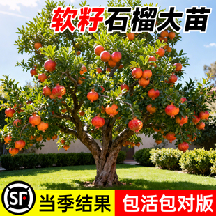 石榴树树苗突尼斯庭院果树特大无籽蒙自果苗盆栽老桩嫁接南方种植