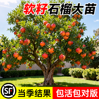 【带土带叶】石榴树苗包对版