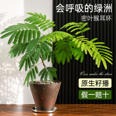 网红密叶猴耳环室内绿植热植好养