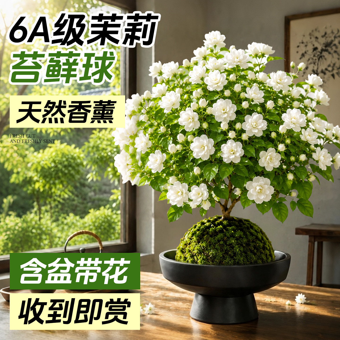 【茉莉苔藓球】收到即赏带花发货图片
