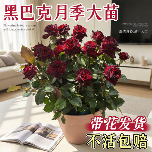 【带花发货】黑巴克月季大苗盆栽