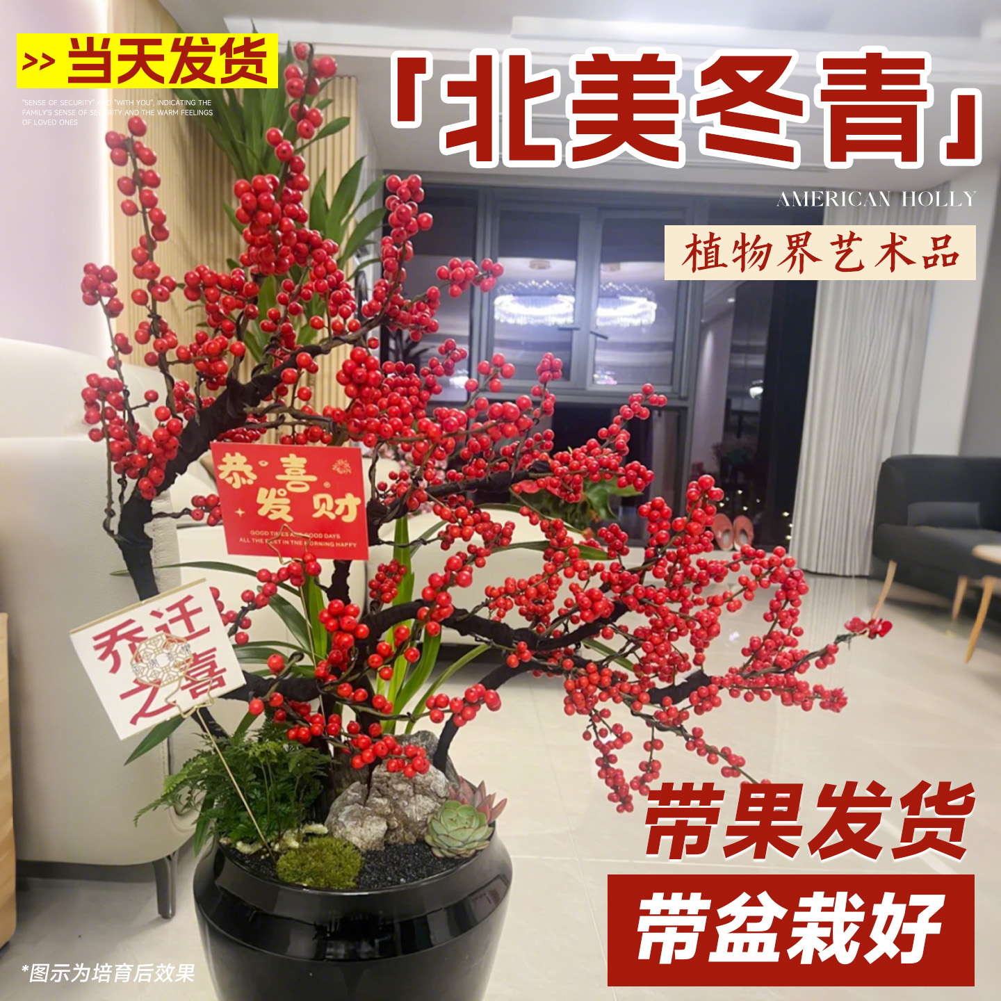 北美冬青盆栽带果室内盆景