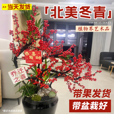 北美冬青盆栽带果室内盆景