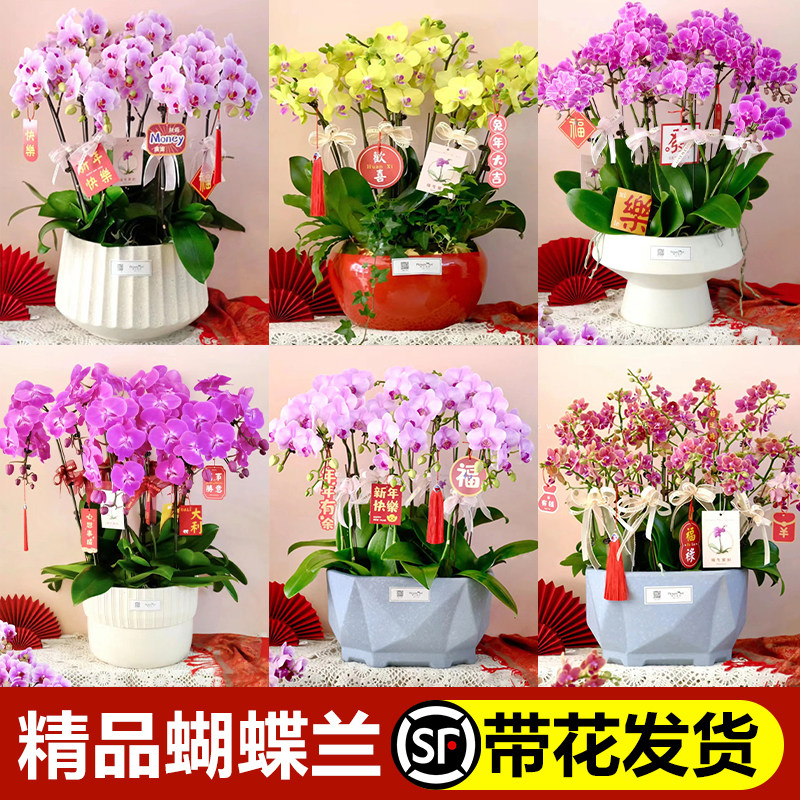 蝴蝶兰盆栽带花大花型客厅带花苞年宵花卉开业送礼高端春节真大盆