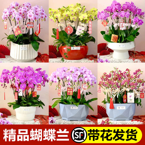 【精品带花】蝴蝶兰大盆栽年宵花