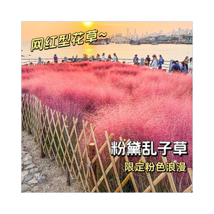 粉黛乱子草种籽网红四季花卉多年生种子庭院园区绿化观赏耐寒耐热