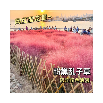 【网红氛围】粉黛乱子草种籽四季
