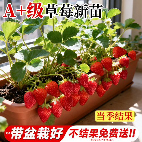 【特级草莓苗】包成活对版至结果