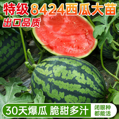 8424西瓜苗包结果对版30天吃西瓜