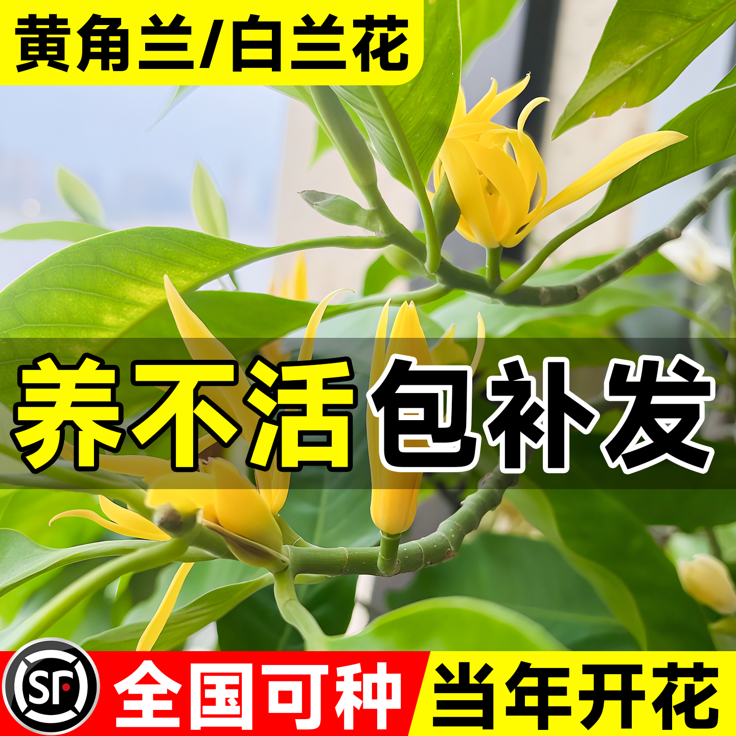【当年开花】浓香型四季盆栽