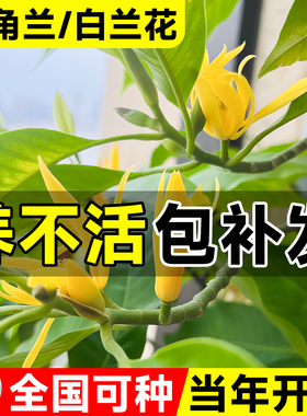 黄角兰树苗四季盆栽黄果黄桷带花苞室内庭院浓香白兰花好养大树苗